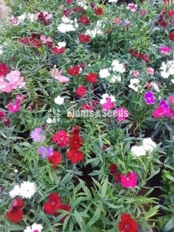 Ornamental Plants