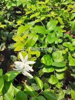 Ornamental Plants