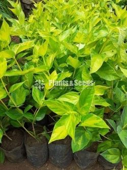 Ornamental Plants