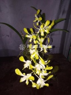 Orchids-650