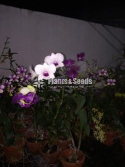 Orchids-650