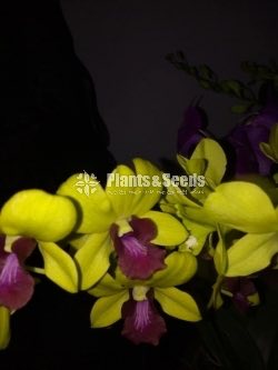 Orchids-650