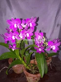 Orchids-650