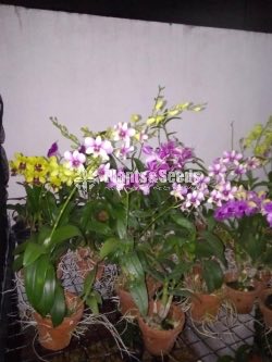 Orchids-650