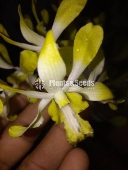 Orchids-650
