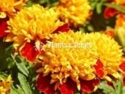 Daspethiya Beeja(දහස්පෙතියා මිශ්‍ර බීජ)