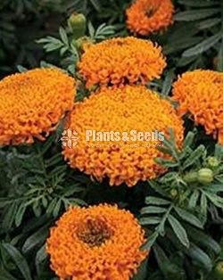 Daspethiya Beeja(දහස්පෙතියා මිශ්‍ර බීජ)