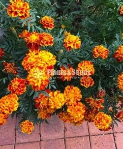 Daspethiya Beeja(දහස්පෙතියා මිශ්‍ර බීජ)