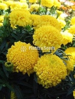 Daspethiya Beeja(දහස්පෙතියා මිශ්‍ර බීජ)