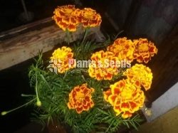 Daspethiya Beeja(දහස්පෙතියා මිශ්‍ර බීජ)