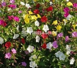 Hendirikka Beeja(හේන්දිරික්කා ලොකු මල මිශ්‍ර බිජ)