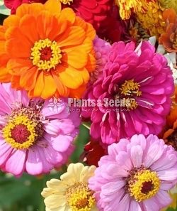 පොකුරු සිනියස්(Pokuru Zeeniyas)