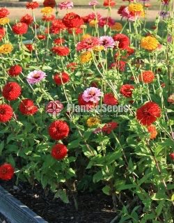 පොකුරු සිනියස්(Pokuru Zeeniyas)