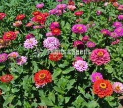 පොකුරු සිනියස්(Pokuru Zeeniyas)