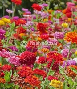 පොකුරු සිනියස්(Pokuru Zeeniyas)
