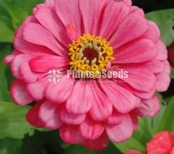 පොකුරු සිනියස්(Pokuru Zeeniyas)