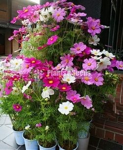 කොස්මස් මල් බිජ(Kosmas Seeds)