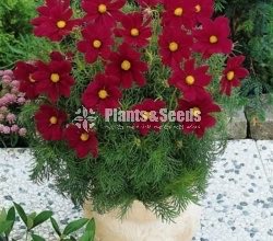 කොස්මස් මල් බිජ(Kosmas Seeds)