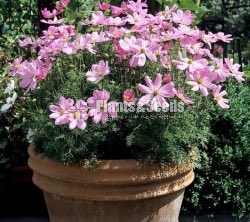 කොස්මස් මල් බිජ(Kosmas Seeds)