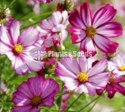 කොස්මස් මල් බිජ(Kosmas Seeds)