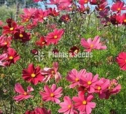 කොස්මස් මල් බිජ(Kosmas Seeds)