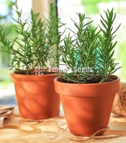 Cute Glass Pots and Clay Pots