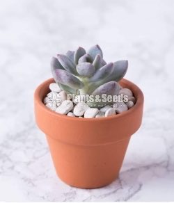 Cute Glass Pots and Clay Pots