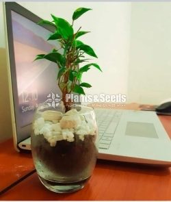 Cute Glass Pots and Clay Pots