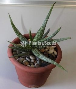 Cute Glass Pots and Clay Pots