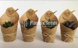 Cute Glass Pots and Clay Pots