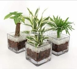 Cute Glass Pots and Clay Pots