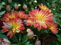 Flower Plants- Whole sale only
