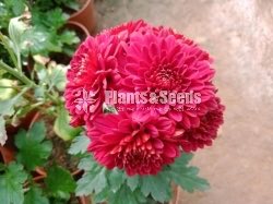 Flower Plants- Whole sale only