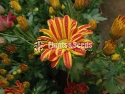 Flower Plants- Whole sale only
