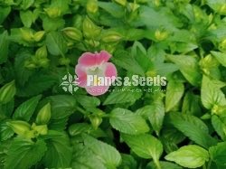 Flower Plants- Whole sale only