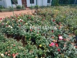 Flower Plants- Whole sale only