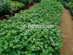 Flower Plants- Whole sale only