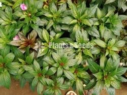Flower Plants- Whole sale only