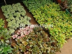 Flower Plants- Whole sale only
