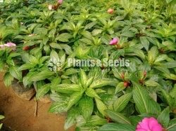 Flower Plants- Whole sale only