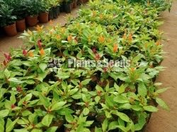 Flower Plants- Whole sale only