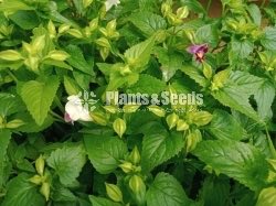 Flower Plants- Whole sale only