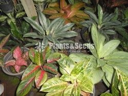 Calethia,Insignis,Makoyana