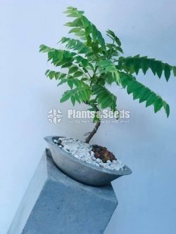 නෙල්ලි ගස (Phyllanthus acidus)