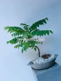 නෙල්ලි ගස (Phyllanthus acidus)