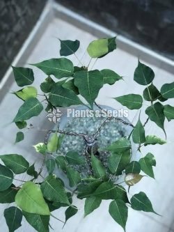 බෝ ගස (Boo Tree)