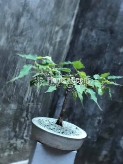 බෝ ගස (Boo Tree)