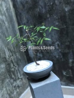 කොහොඹ ගස ( Azadirachta indica)