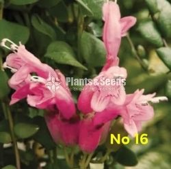  Lipstick Flower(ලිප්ස්ටික් මල් පැල)