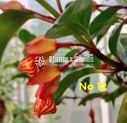  Lipstick Flower(ලිප්ස්ටික් මල් පැල)
